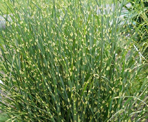 'Bandwidth™ Maidengrass